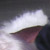 indulgence : cats